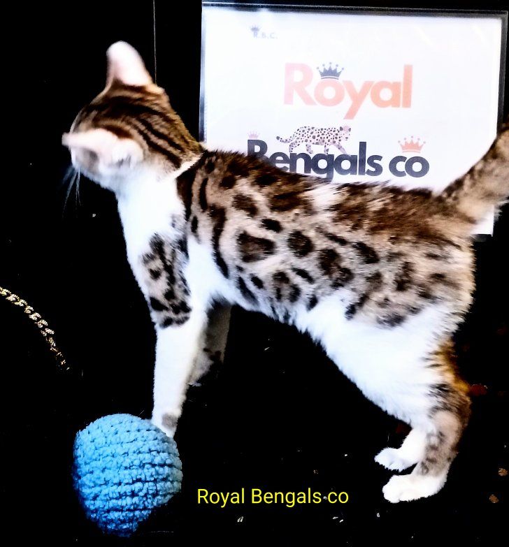 Royal Bengals Co. Bengal Kitten - Playful & Adorable