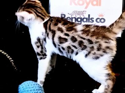 Royal Bengals Co. Bengal Kitten - Playful & Adorable
