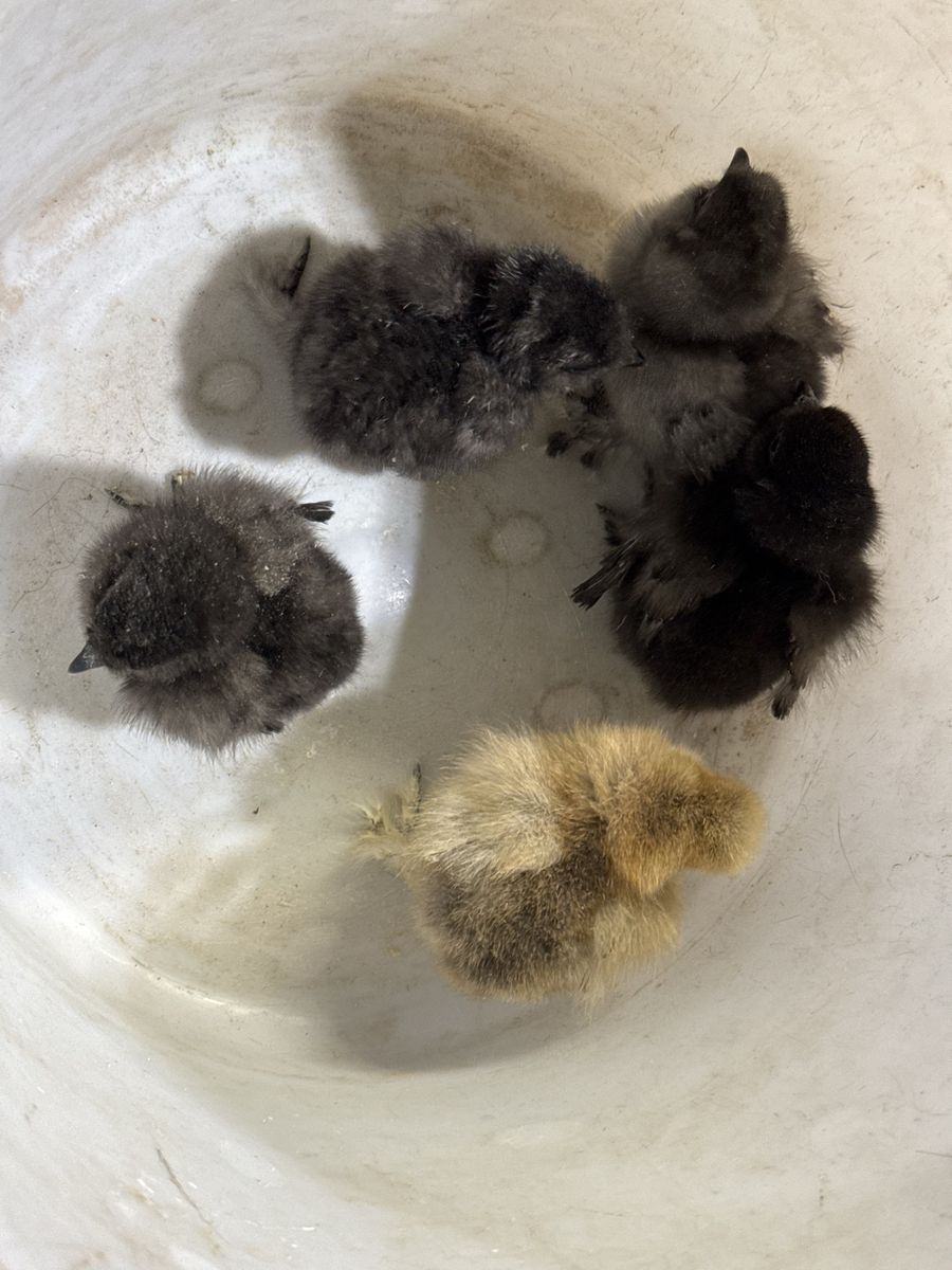 Silkie Chicks