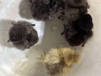 Silkie Chicks