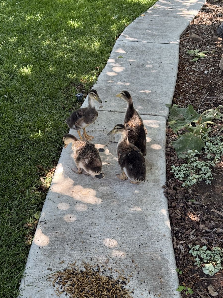 Silver Appleyard Ducks - 4 weeks old