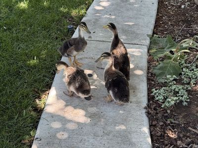 Silver Appleyard Ducks - 4 weeks old