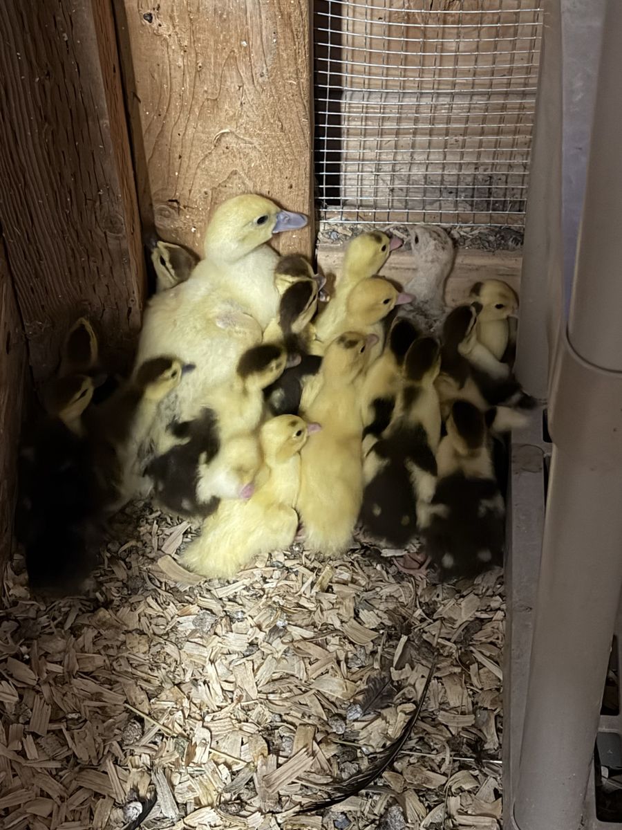 Muscovy ducklings