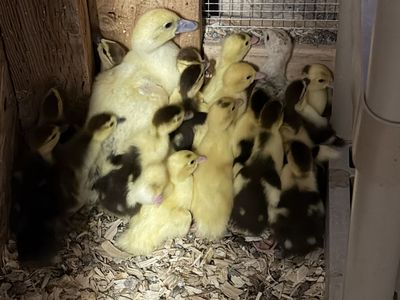 Muscovy ducklings