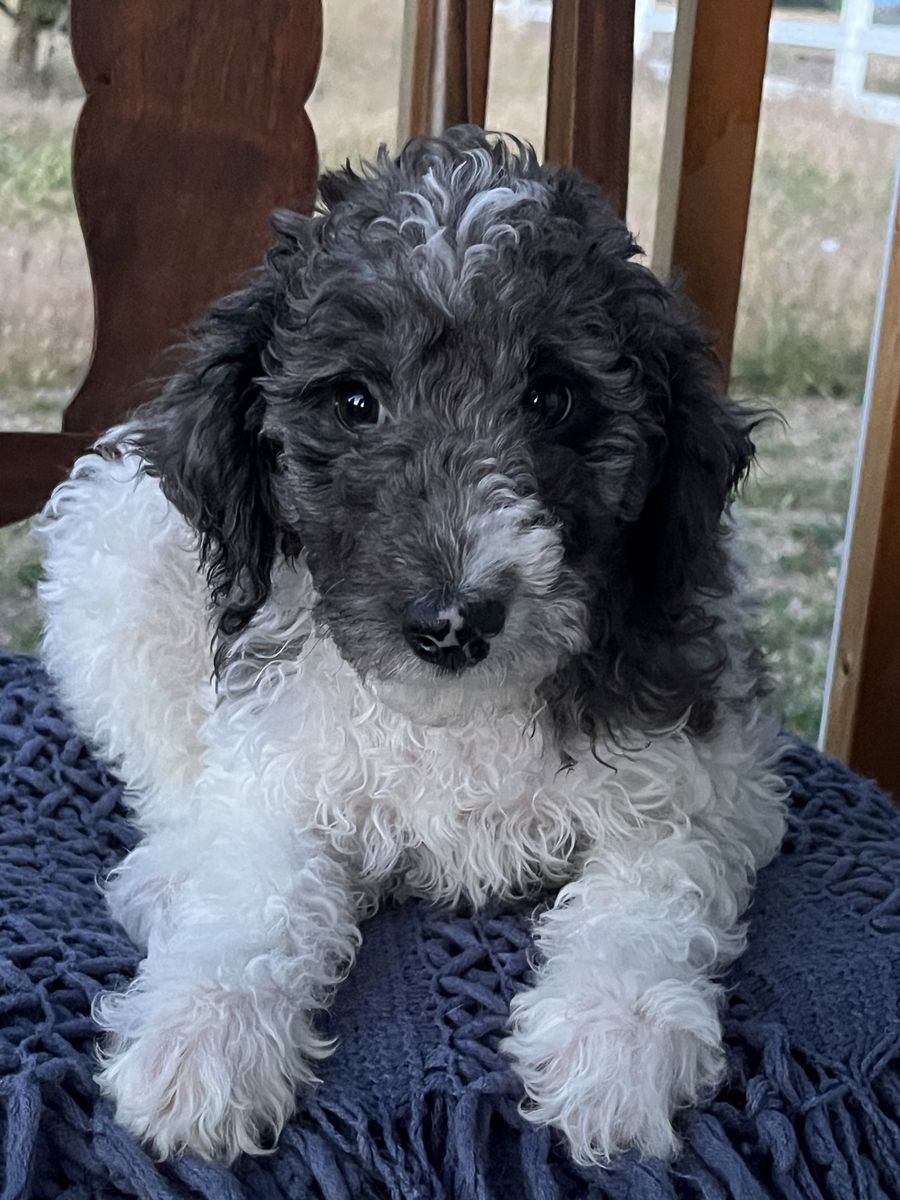 Poodle