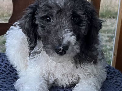 Poodle