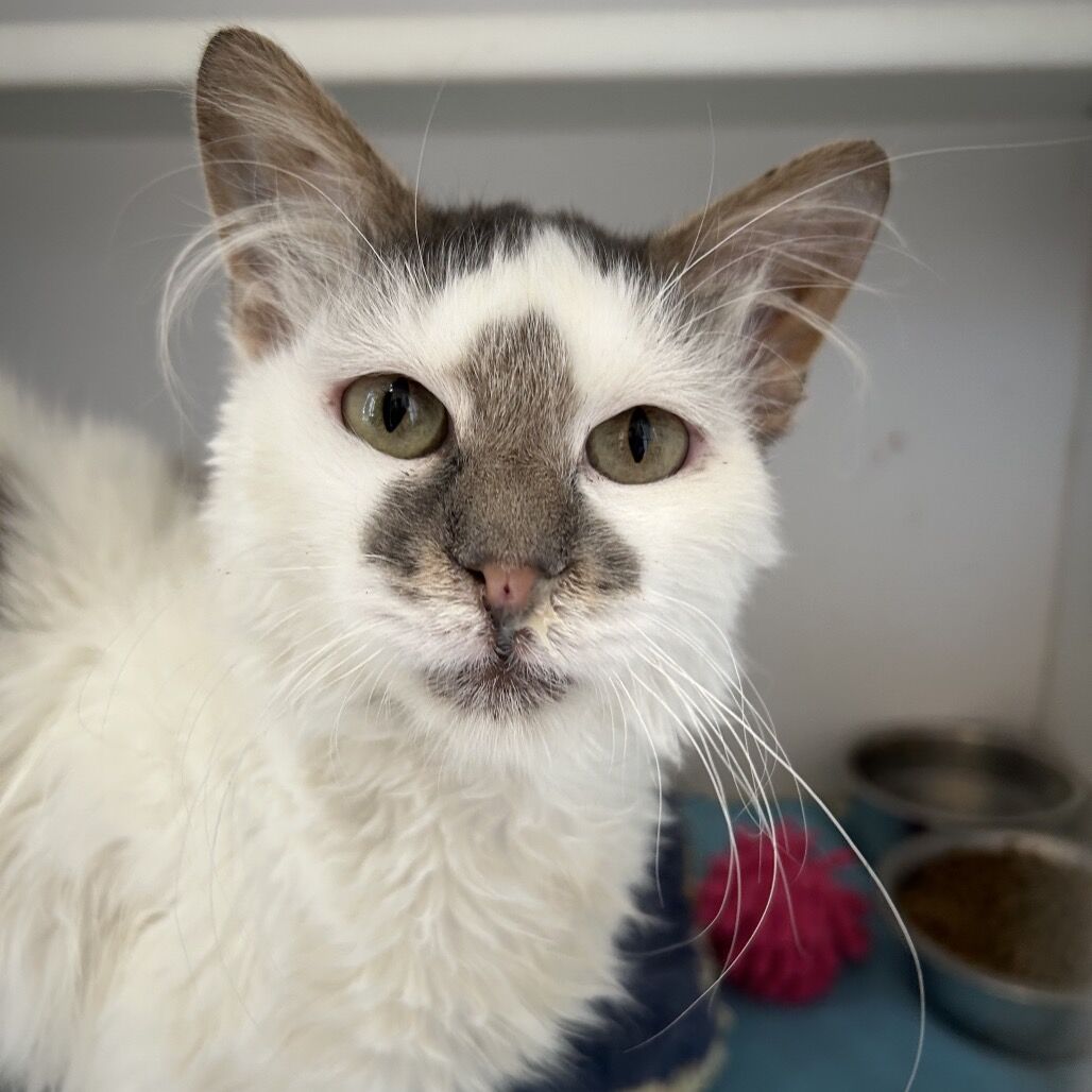 Hello my name is Derecho