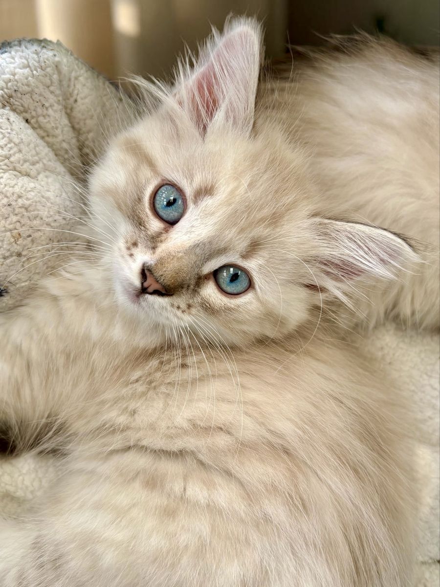 Fluffy Long Hair Lynx Point Siamese Female Kitten