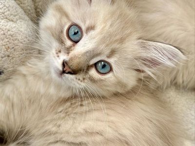 Fluffy Long Hair Lynx Point Siamese Female Kitten