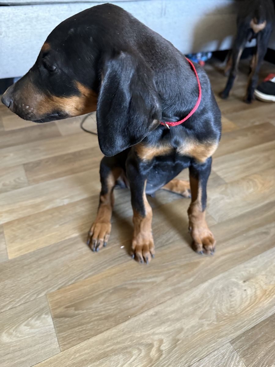 Doberman Pinscher Puppies - Black and Tan