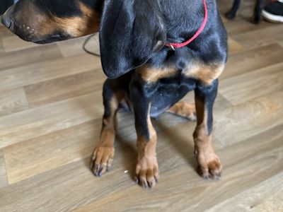 Doberman Pinscher Puppies - Black and Tan