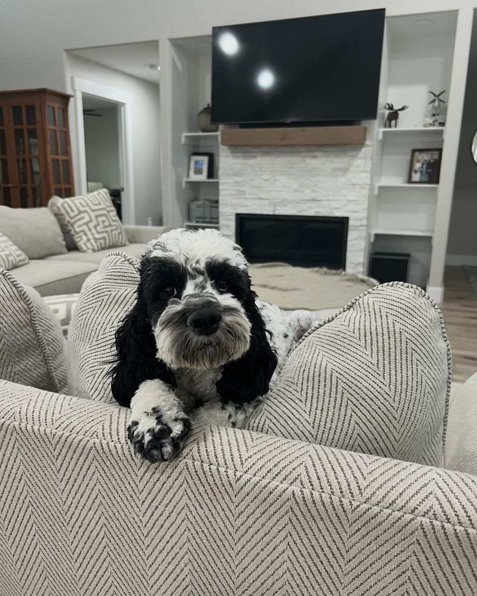 Portuguese water dog cockapoo mix family dog!