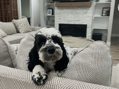 Portuguese water dog cockapoo mix family dog!