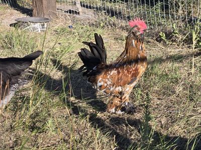 rooster free