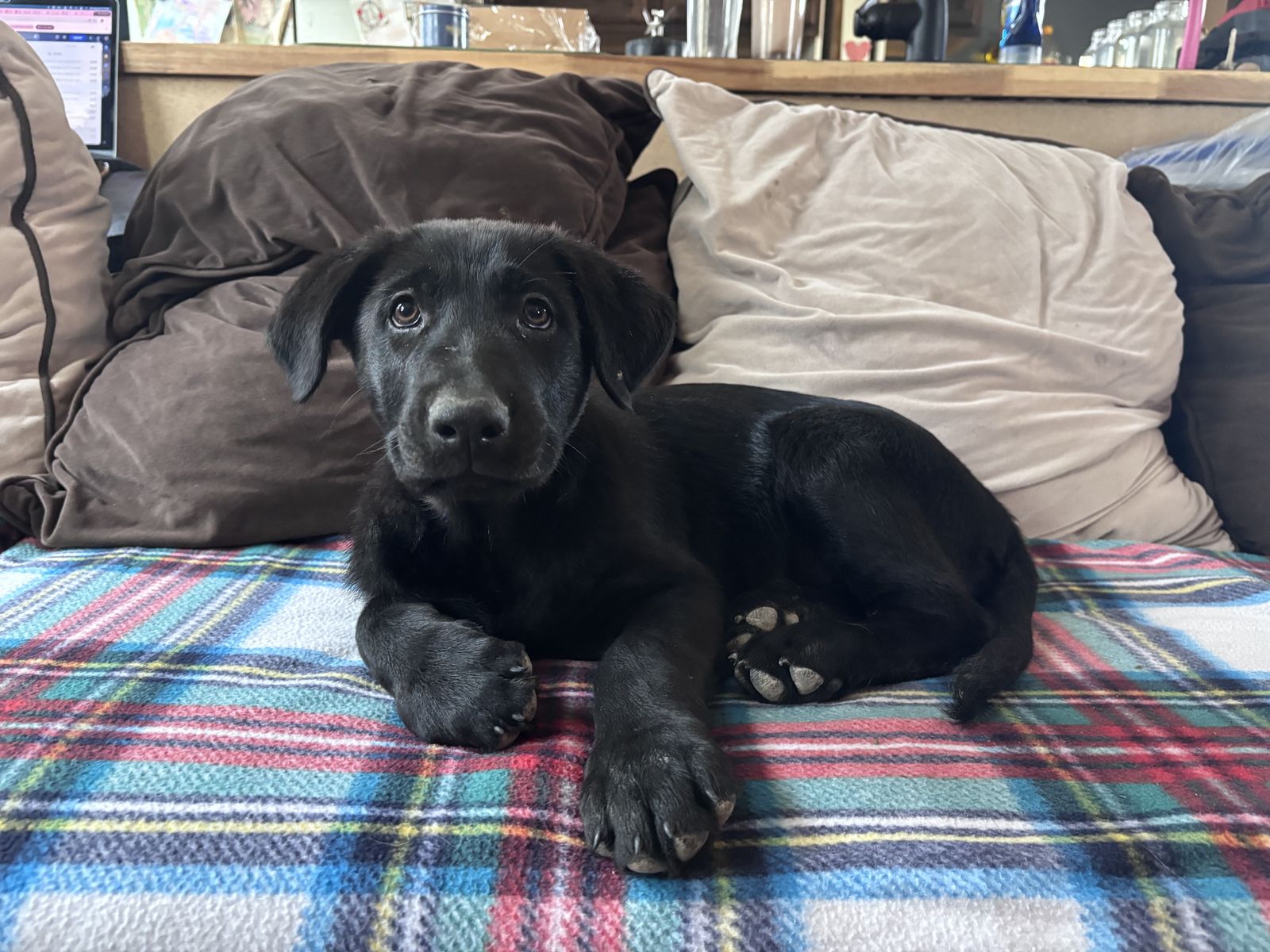 Only 1 Left! Sweet & Smart German Shepherd / Lab Mix Boy – Ready Today!