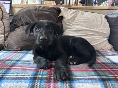 Only 1 Left! Sweet & Smart German Shepherd / Lab Mix Boy – Ready Today!