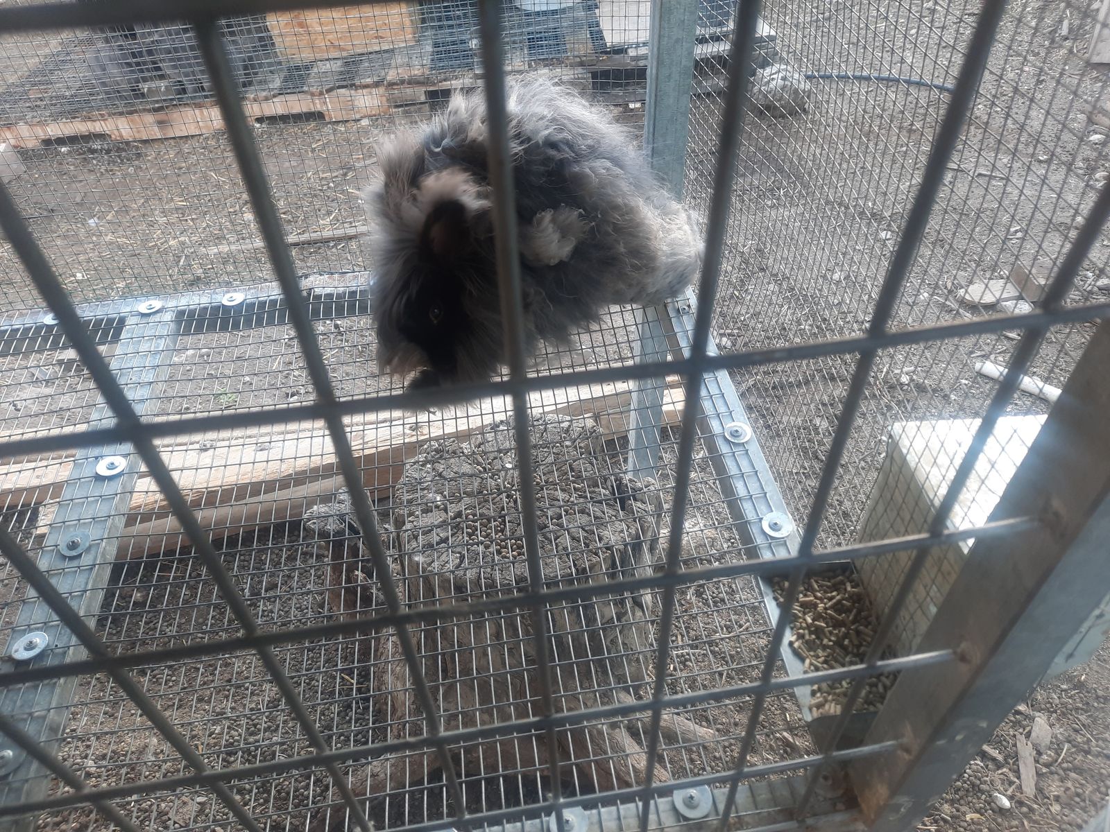 Angora rabbit free to a good home