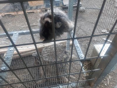 Angora rabbit free to a good home