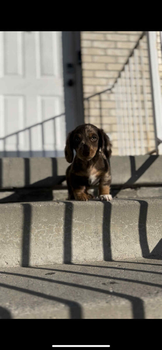 Dachshund puppy