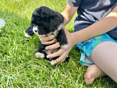 Micro Cavapoo Puppies for Sale