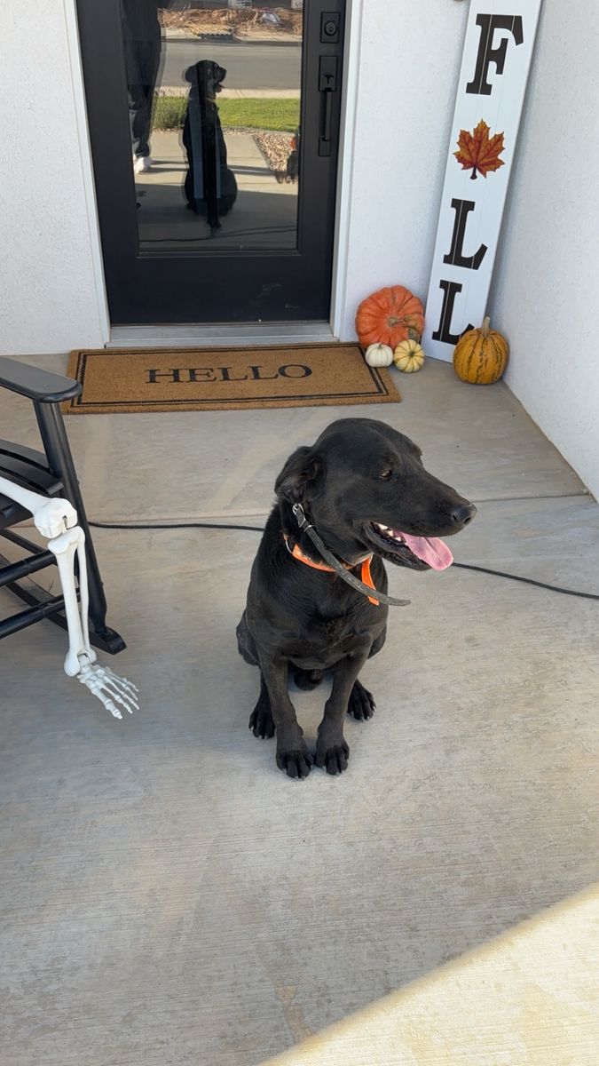 3 Year old Black Lab