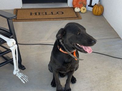 3 Year old Black Lab