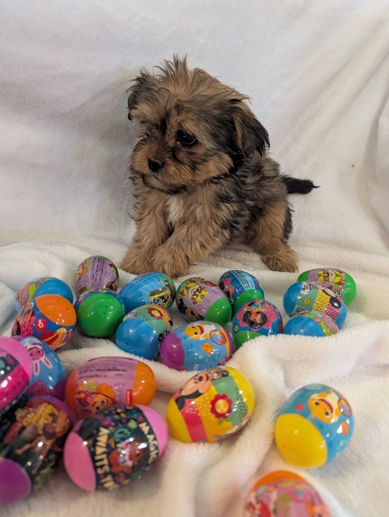 Super Cute Shorkie Puppies! Shih Tzu Yorkie