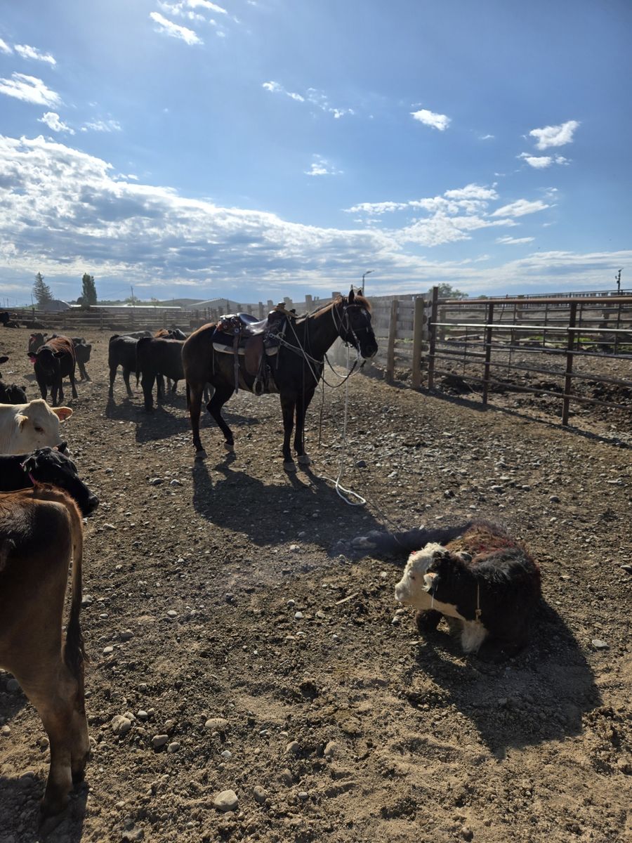 Ranch Horse for Sale