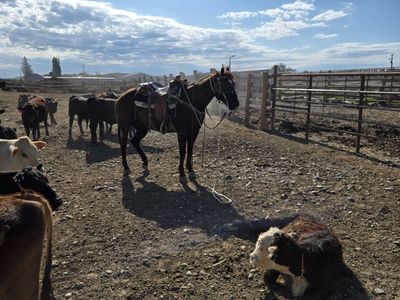 Ranch Horse for Sale
