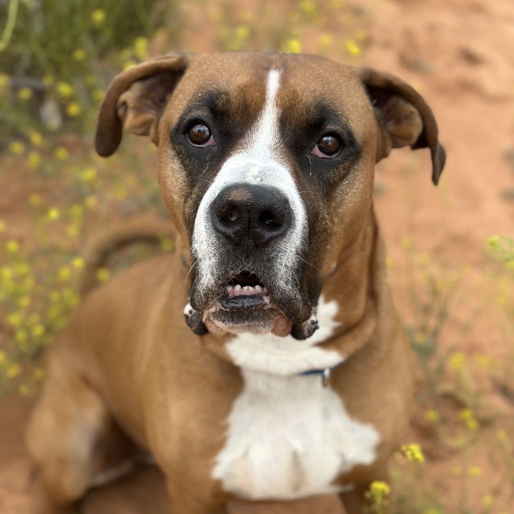 Hello my name is Riggins