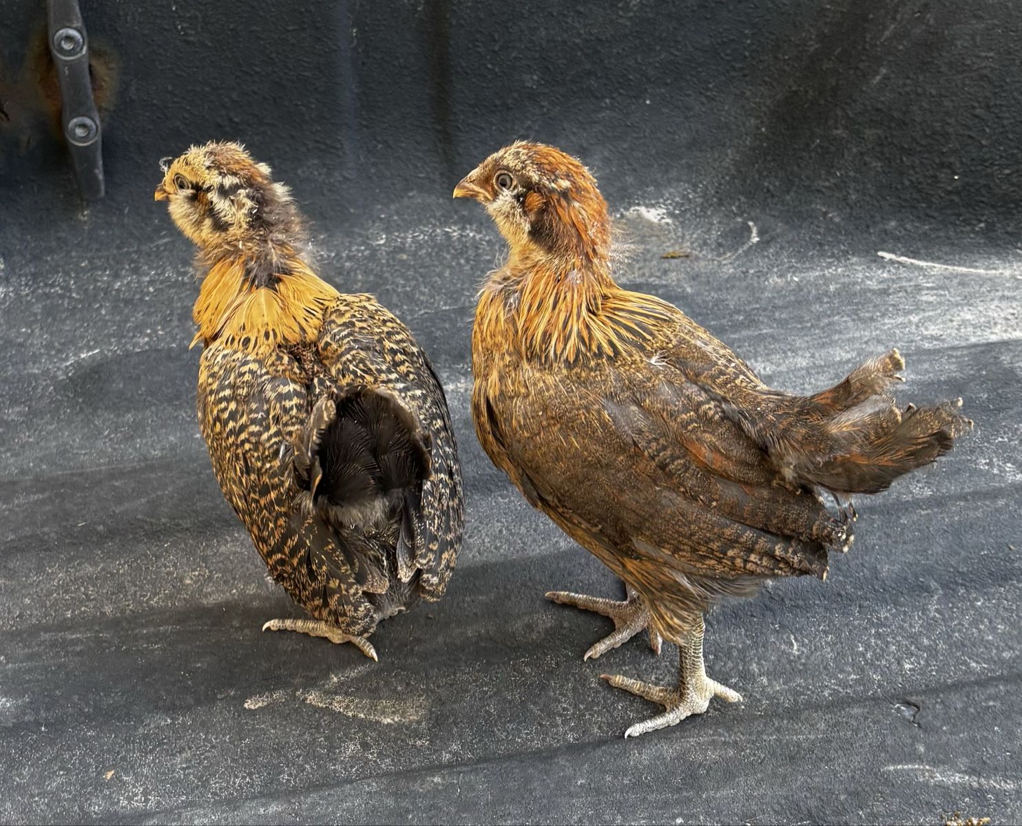 Ameraucana pullets