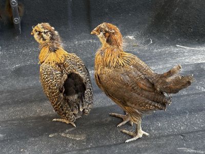 Ameraucana pullets
