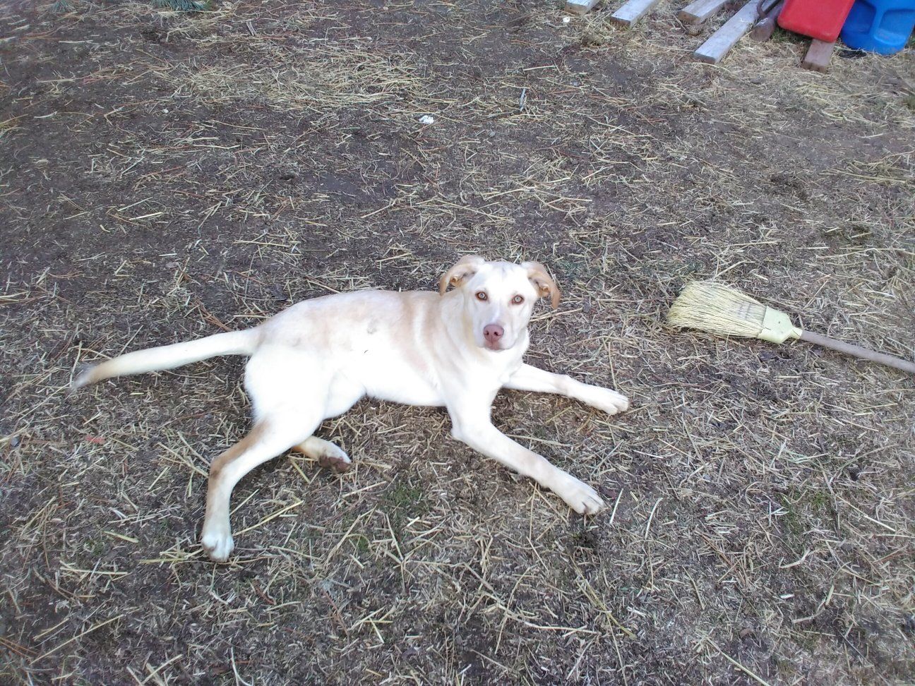 7 month old lab cross puppy