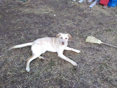 7 month old lab cross puppy