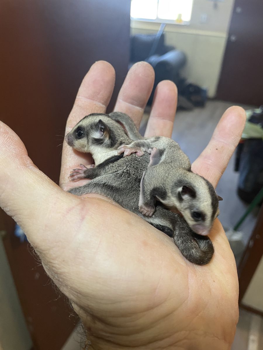 Sugar gliders for sale