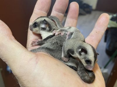 Sugar gliders for sale