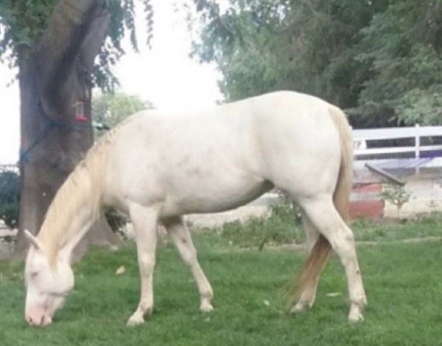 Beautiful, registered, gentle horse