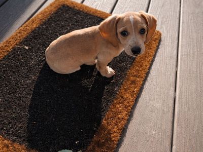 Mini Dachshund