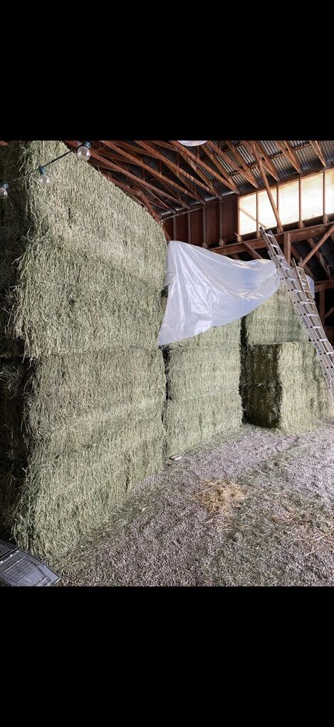 Quality Third Crop Alfalfa 3x4