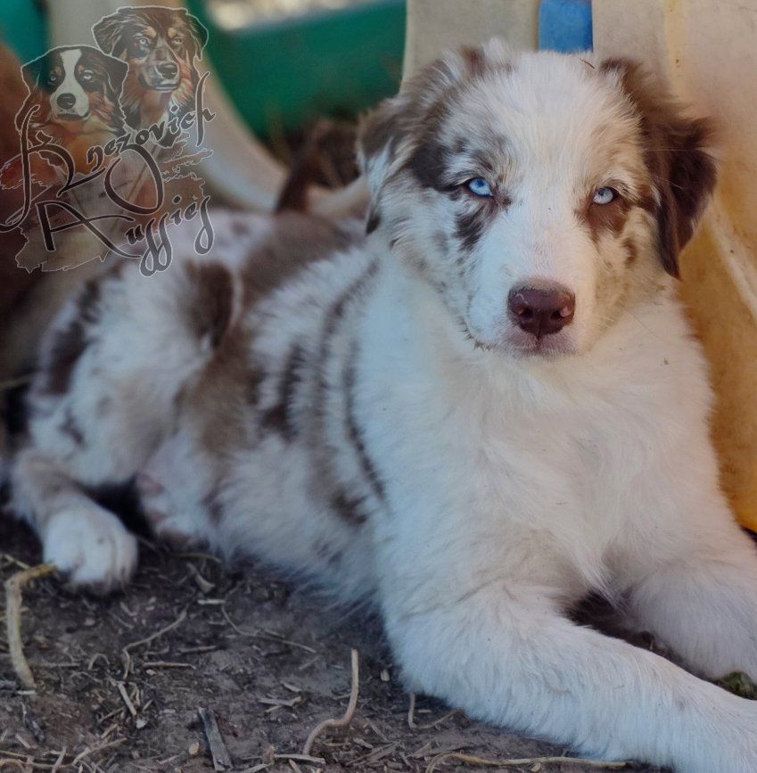 AKC Australian Shepherds
