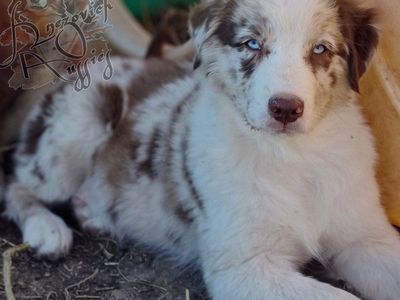 AKC Australian Shepherds