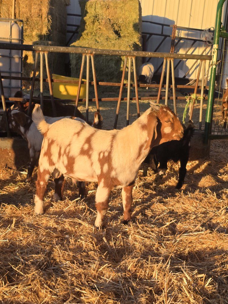 Dapple Boer bucklings