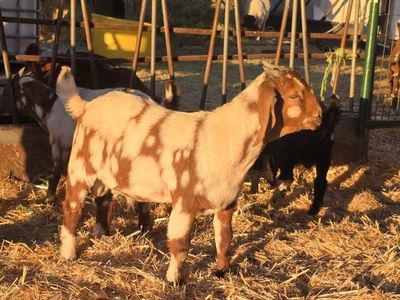 Dapple Boer bucklings