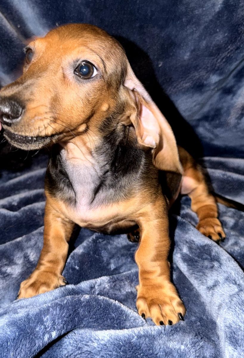 Adorable Dachshund Puppy - Black and Tan Short Haired