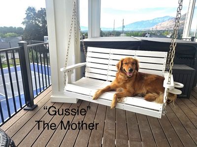 Birch. Male Therapy Grade F1 Mini-Goldendoodle