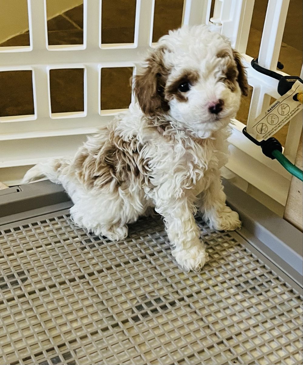 Male Cavapoo