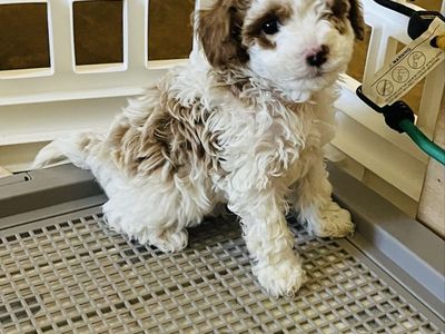 Male Cavapoo