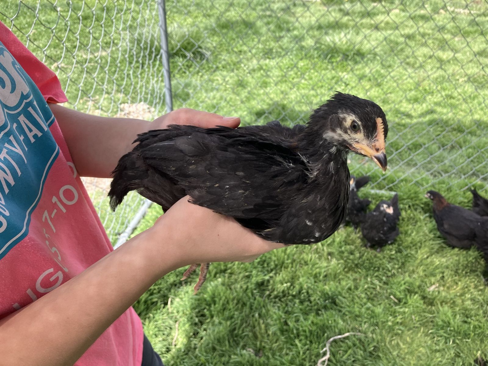 Black Copper Marans Cockerels