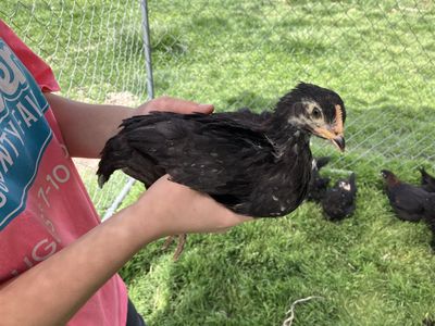 Black Copper Marans Cockerels