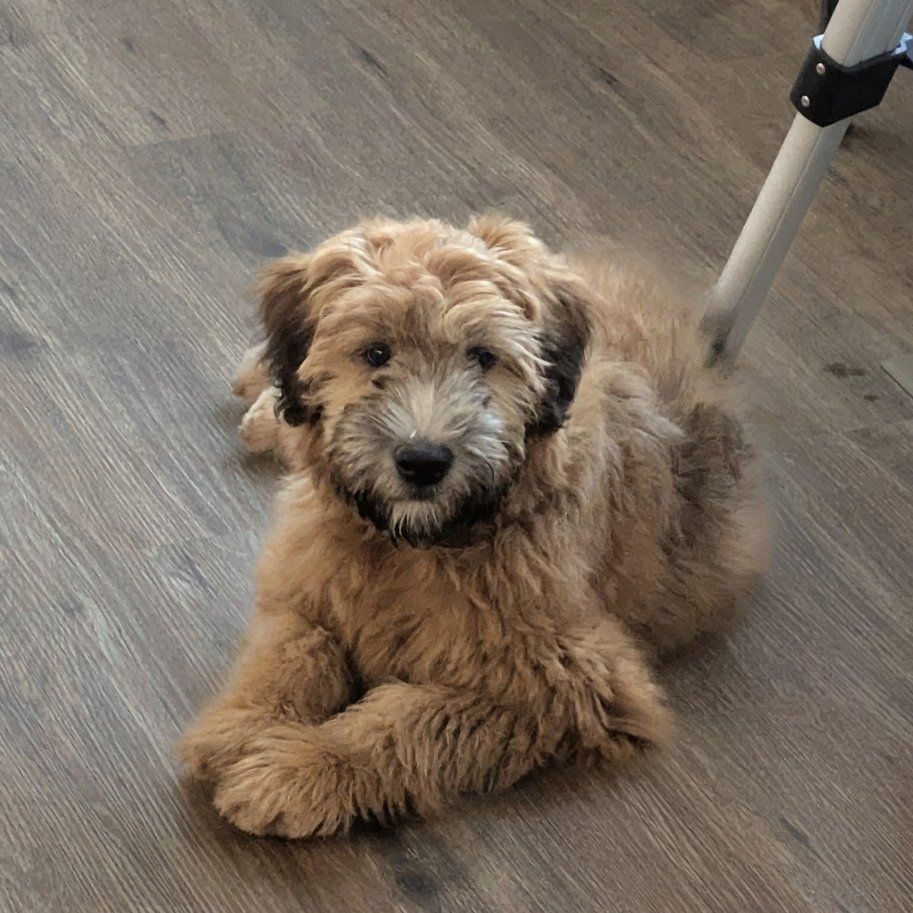 ISO wheaten terrier stud
